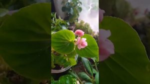 ?Бегонии вечноцветущие? обзор моих растений ?