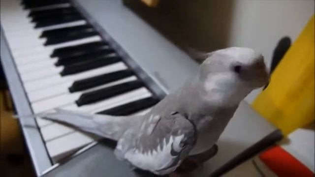 Попугай поет песню из Тоторо 480 смотреть онлайн