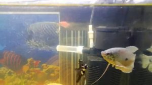 Уменьшение напора струи воды в аквариумном насосе