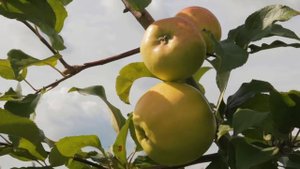 Яблоня «Чудное» — чудо чудное, диво дивное!