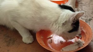 невозможное возможно