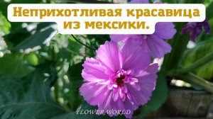 Неприхотливая красавица из мексики - Космея..