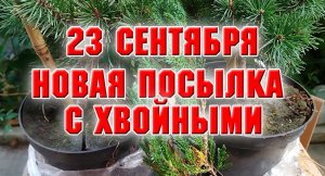 Посылка с хвойными.mp4