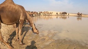 Pakistani Woman Lifestyle in Desert | Pakistan Village Life | Traditinal Desert Village Food