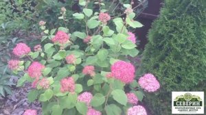 Виды гортензий