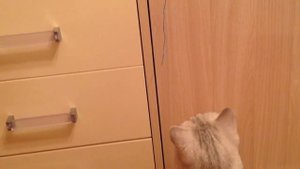 7 ЛАЙФХАКОВ ДЛЯ ВЛАДЕЛЬЦЕВ КОТОВ И КОШЕК)