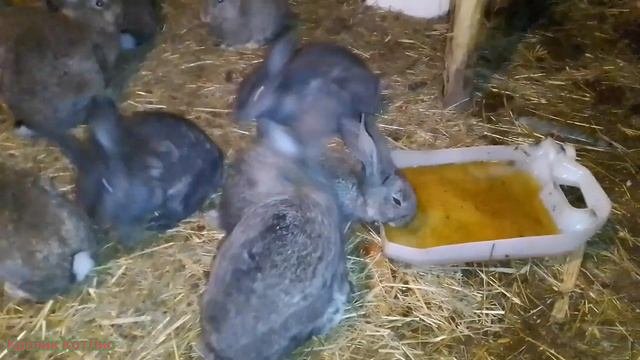 БОЛЕЗНИ кроликов.КОКЦИДИОЗ.Как пропаивать кроликов ЙОДом.