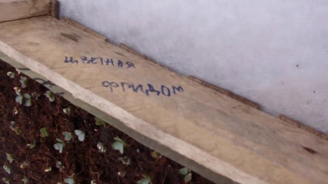 Капуста в очень холодной теплице
