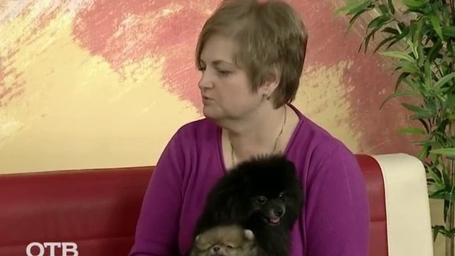 Знакомство с питомцами: супер-очаровательные померанские шпицы (25.03.16) смотреть онлайн