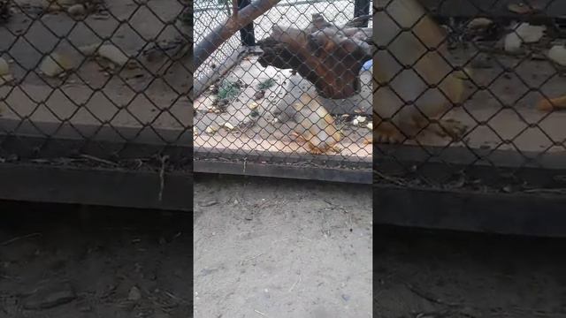 Еду на дачу летом в 2016 году в зоопарк смотреть онлайн