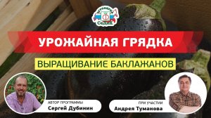 ВЫРАЩИВАНИЕ БАКЛАЖАНОВ