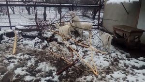 ЗИМНЕЕ любимое КОЗЬЕ ЛАКОМСТВО. ВИТАМИНЫ для коз ЗИМОЙ. Козы едят кору и ветки деревьев и кустов.