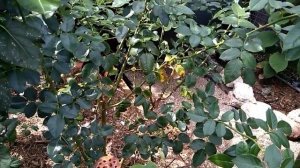 Herkules Kordes rose review