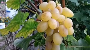 Виноград Августин