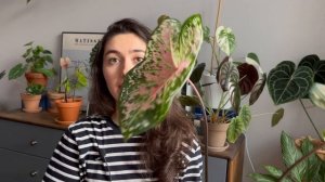 Красавчики каладиумы / Обзор коллекции каладиумов и мой уход за ними