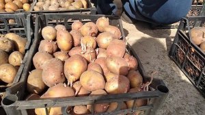 Сорта картошки для посадки