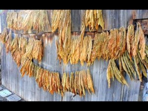 Табачный лист с зеленью, осенняя выбраковка.