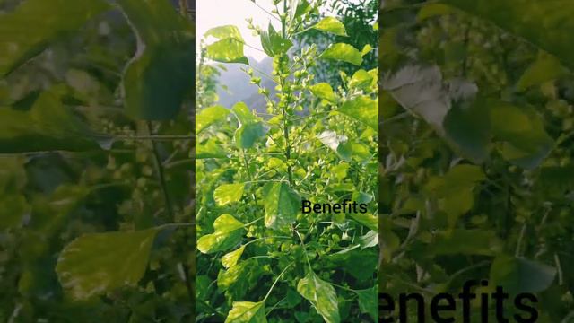 Acalypha indica смотреть онлайн