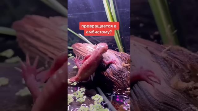 Аксолотль превращается в амбистому. #axolotl #recommendations #аксолотль #animals смотреть онлайн