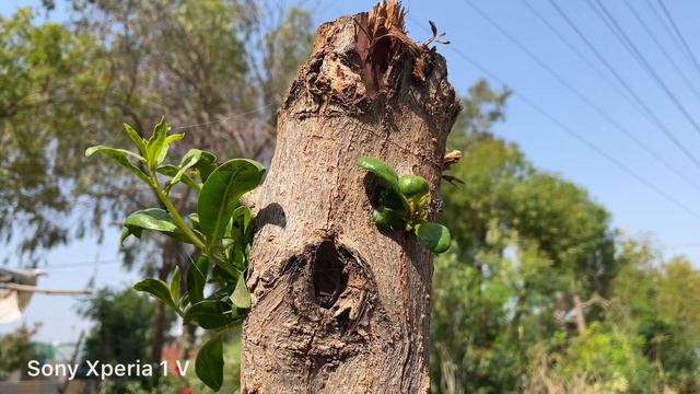 Sony Xperia 1 V vs iPhone 14 Pro Max Camera Stabilization Test смотреть онлайн