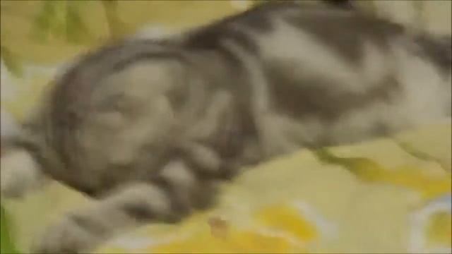 Funny cats / Смешные коты смотреть онлайн