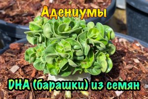 Адениумы DHA (барашки) из семян