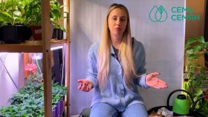 Как вырастить хороший урожай моркови