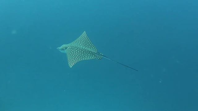 Eagle Ray, South Ari Atoll, Maldives