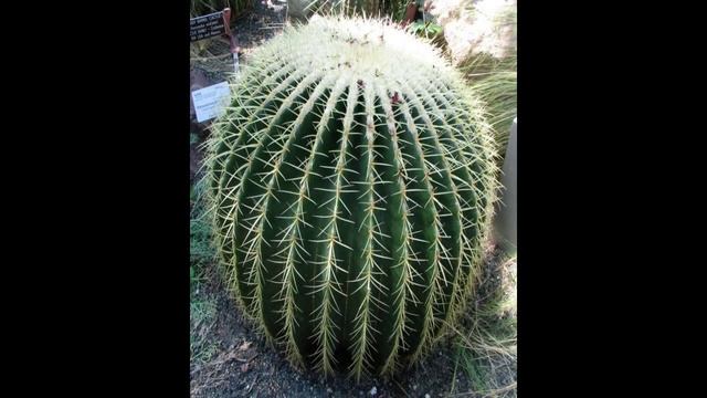 КАК РАСТЕТ КАКТУС