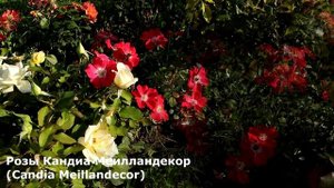 3 розы флорибунда со знаком ADR. Самые устойчивые и обильно цветущие розы Новалис, Кандиа, Космос.