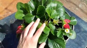 Земляника Искушение F1 из семян