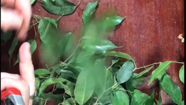 48. Черенкую фикус Бенжамина смотреть онлайн