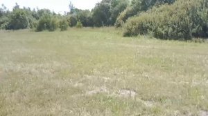 Кто такие Вестики, Вестхайленды, West Higland White Terrier.И как они вообще ведут себя на охоте.