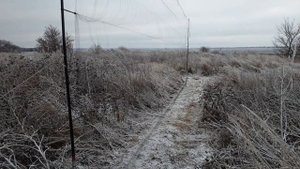 Ловля певчих птиц 2020. Щеглы, овсянки, реполовы, чечетки.
