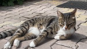 215Переезд в Россию. Гости из Казахстана. До слез Римма довела. Дешевый забор. Ялуторовск, Сибирь