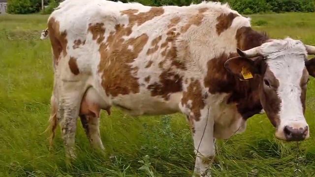 Разбираем мусорку под пастбище|веселые коровы|вкусные сыры смотреть онлайн