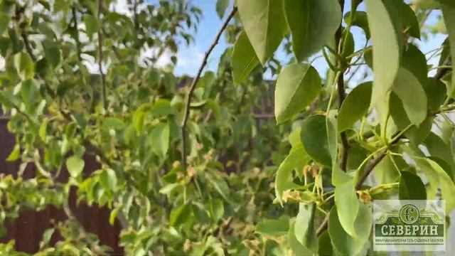 ПЛОДОВЫЕ В МОЕМ САДУ! смотреть онлайн