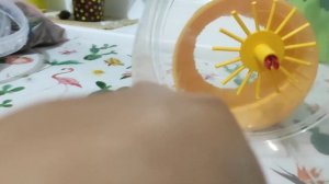 Колесо Своими Руками Для Хомяка За 5 минут Из Пластикового Ведра