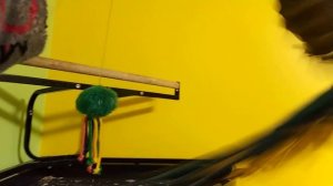 Попугай ара и новая игрушка