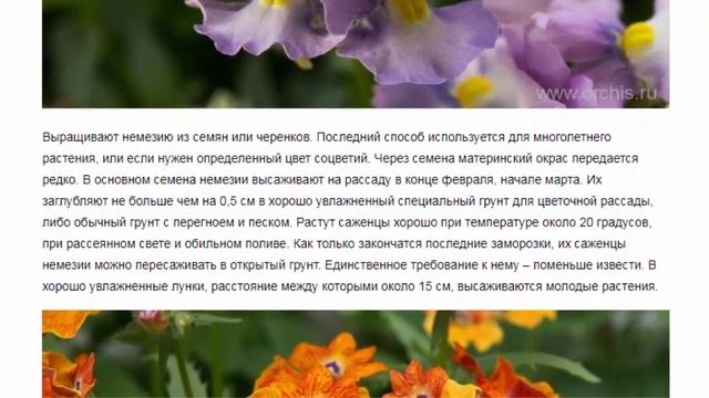 Немезия  Красивые растения для дома и сада
