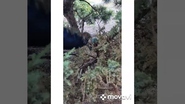 Сосна горная. Наводим порядок.