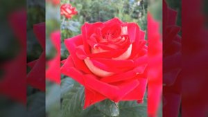 Wall Clan "пьяные танцы "