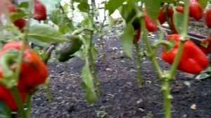 Как продлить их плодоношение перцев до заморозков, что для этого нужно делать...