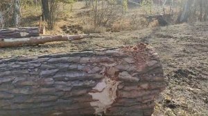 Старый богатырь ДТ-75 с Добрыней в паре как всегда непобедимы! Трелевка леса.