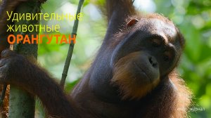Удивительные животные_орангутан.mp4
