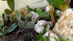 Суккуленты. Композиция из суккулентов. Суккуленты в открытом грунте.  Succulents.
