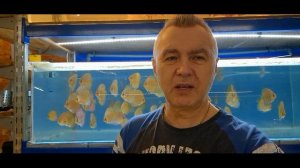 Исскуство разведения дискуса