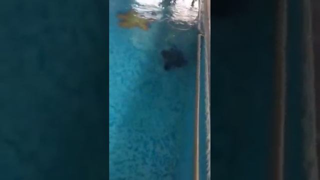 Бассейн тест пылесоса эконом смотреть онлайн