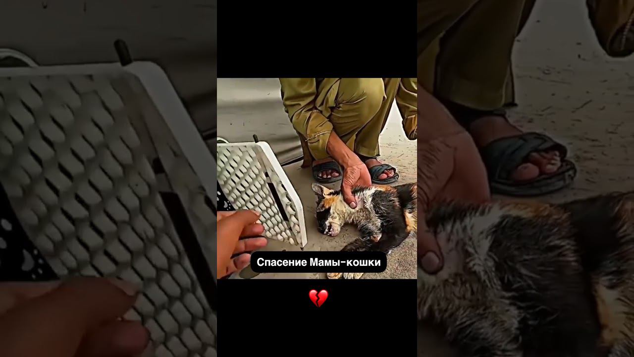 Мужчина спас маму кошку и её котят ❤ #shorts смотреть онлайн