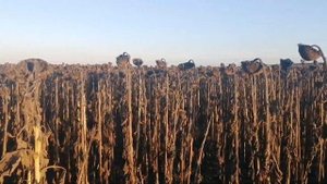 Уборка подсолнечника Ароматик